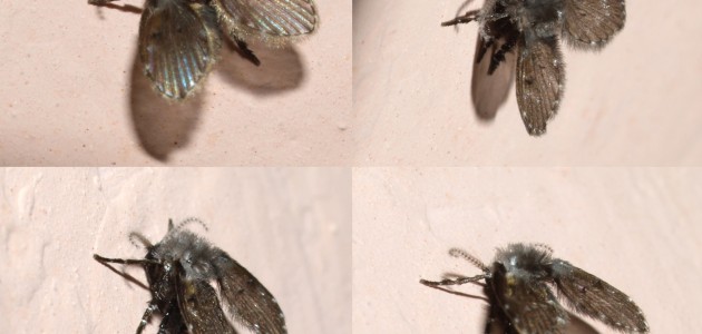 Motmuggen bestrijden